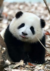 ​最赚钱的4只熊猫，花花月入1亿才排第三，前二是何方神圣？