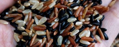 ​三色糙米泡多久可以煮 三色糙米泡多久可以煮粥