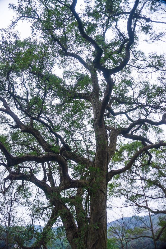 江西婺源晓起村,一个具有千年历史的古村落,小桥流水别具韵味