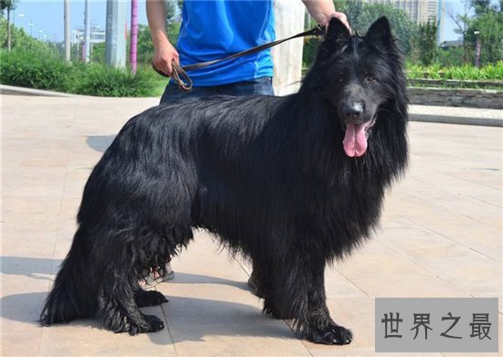 比利时牧羊犬具有四个品种 世界名犬排名第15名