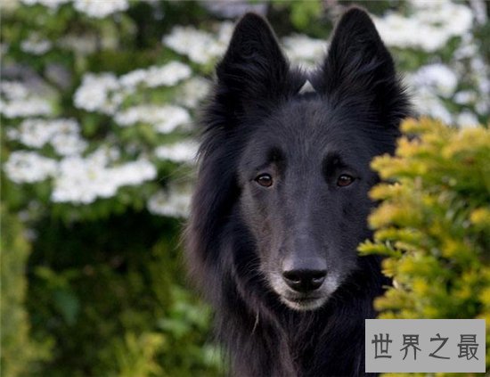 比利时牧羊犬具有四个品种 世界名犬排名第15名