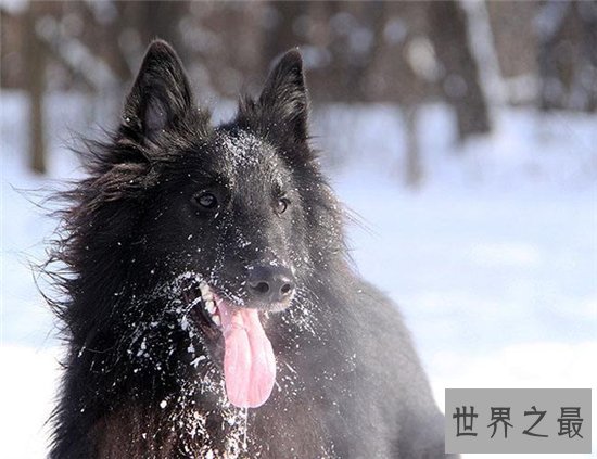 比利时牧羊犬具有四个品种 世界名犬排名第15名