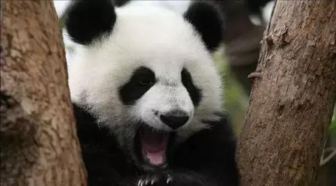 四川的熊猫基地在哪个位置（四川七大熊猫基地你去过几个）(6)