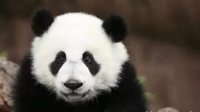 ​四川的熊猫基地在哪个位置（四川七大熊猫基地你去过几个）