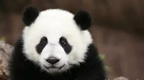 四川的熊猫基地在哪个位置（四川七大熊猫基地你去过几个）(1)