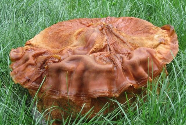 女记者报道太岁事件(肉灵芝节目播出后变男性用品)