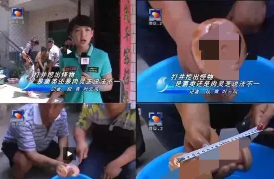 女记者报道太岁事件(肉灵芝节目播出后变男性用品)