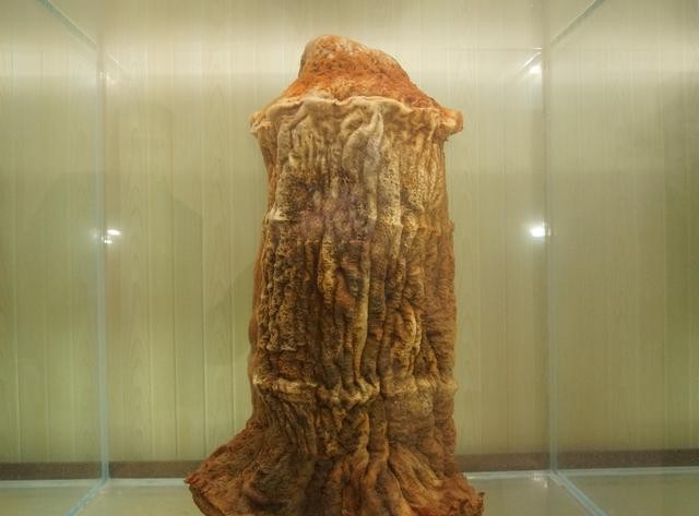 女记者报道太岁事件(肉灵芝节目播出后变男性用品)