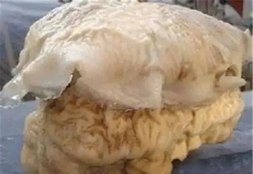 女记者报道太岁事件(肉灵芝节目播出后变男性用品)