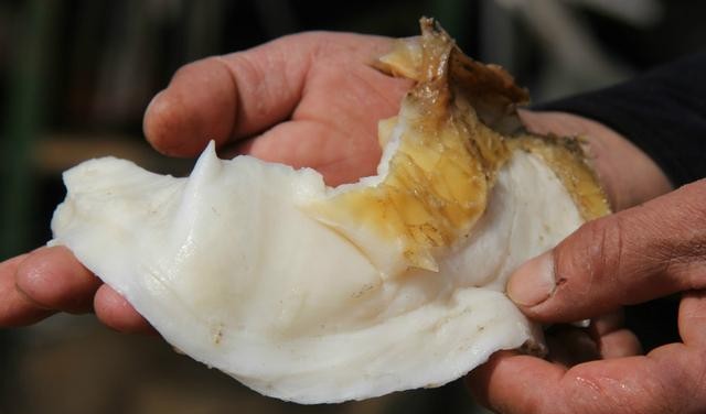 女记者报道太岁事件(肉灵芝节目播出后变男性用品)