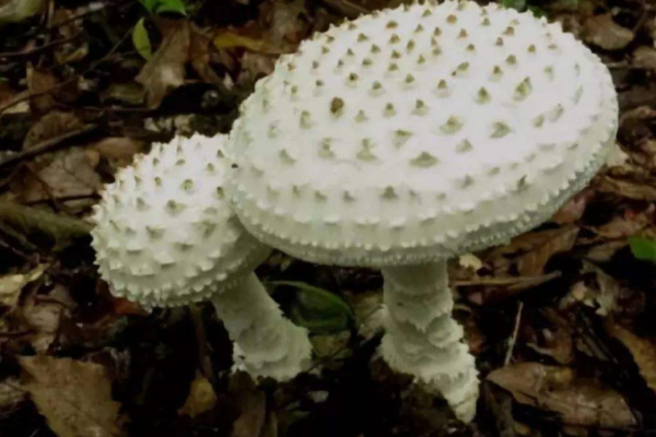 十大最致命的蘑菇排行榜:仅3g火焰茸就能致人死亡