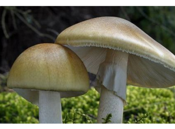 十大最致命的蘑菇排行榜:仅3g火焰茸就能致人死亡