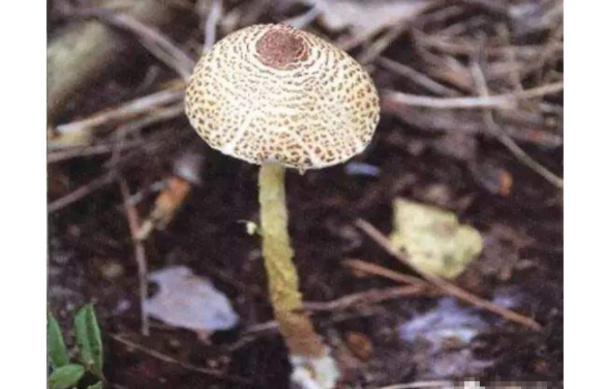 十大最致命的蘑菇排行榜:仅3g火焰茸就能致人死亡