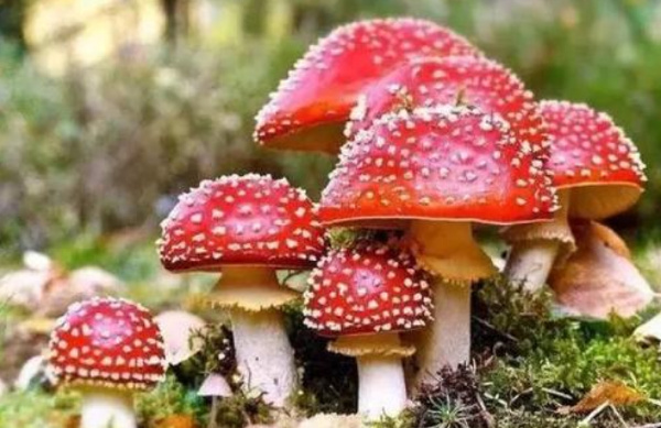 十大最致命的蘑菇排行榜:仅3g火焰茸就能致人死亡