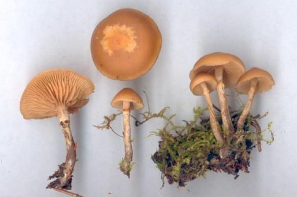 十大最致命的蘑菇排行榜:仅3g火焰茸就能致人死亡