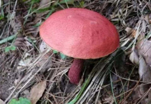 十大最致命的蘑菇排行榜:仅3g火焰茸就能致人死亡