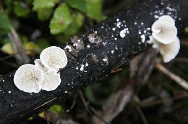 十大最致命的蘑菇排行榜:仅3g火焰茸就能致人死亡