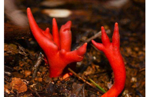 十大最致命的蘑菇排行榜:仅3g火焰茸就能致人死亡