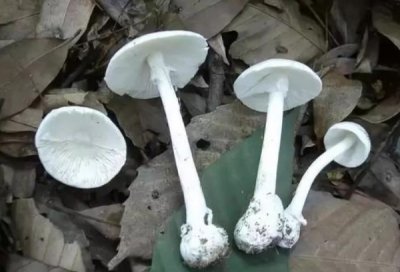 ​十大最致命的蘑菇排行榜：仅3g火焰茸就能致人死亡