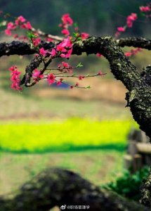 ​一首小诗，当英文遇上汉语