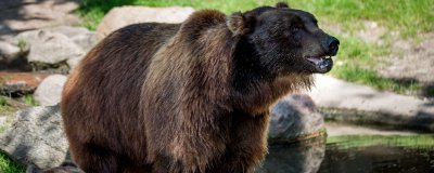 ​熊国是哪个国家