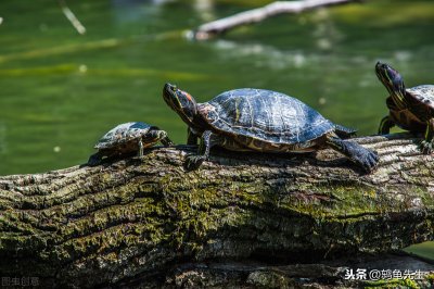​家养乌龟喜欢晒太阳吗（多让乌龟晒太阳有哪些好处）