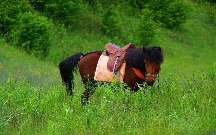 这是陕西最肥美的草原，骑马、滑翔、滑草啥都有！