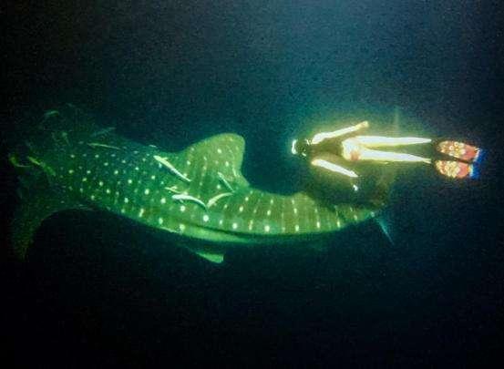 功夫女星母其弥雅化身美人鱼深海极限 与鲸鲨零距离共游