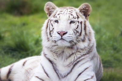 ​虎落平阳被犬欺：致“寅虎”的最终宿命，1974年46岁的速看！