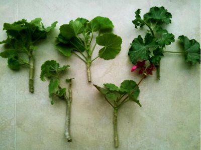 ​扦插天竺葵的方法和时间都在这里，一天就能学会