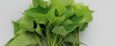 ​薯叶的功效与作用禁忌