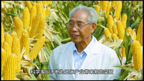 玉米的原产地在哪个国家?玉米的起源和历史)