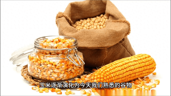 玉米的原产地在哪个国家?玉米的起源和历史)