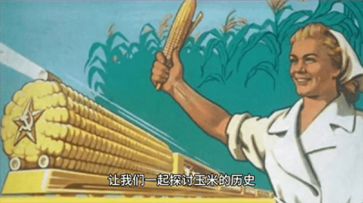 ​玉米的原产地在哪个国家?玉米的起源和历史)