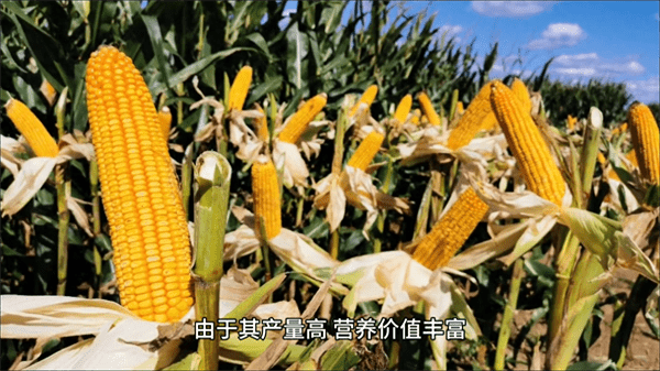 玉米的原产地在哪个国家?玉米的起源和历史)