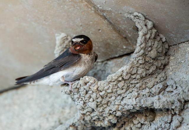 磨刀客:燕子衔泥筑巢苦,却难安居常漂泊