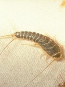 ​家中常见的虫子(家里有虫子)