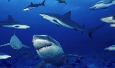 ​如果鸟类是恐龙，为什么它们不是冷血动物？