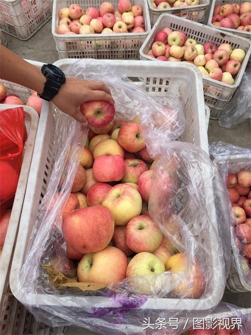 咬一口嘎嘣脆苹果仅售1.5元 商贩通过一个办法可使其价格翻好几倍