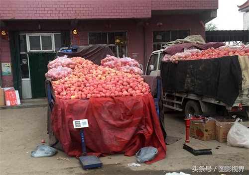 咬一口嘎嘣脆苹果仅售1.5元 商贩通过一个办法可使其价格翻好几倍