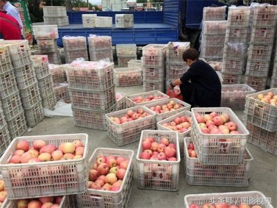 ​咬一口嘎嘣脆苹果仅售1.5元 商贩通过一个办法可使其价格翻好几倍