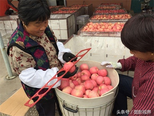 咬一口嘎嘣脆苹果仅售1.5元 商贩通过一个办法可使其价格翻好几倍