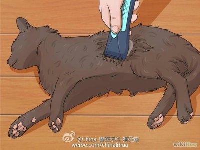 ​如何正确给猫剃毛
