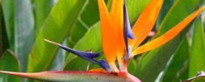 ​鹤望兰的养殖方法