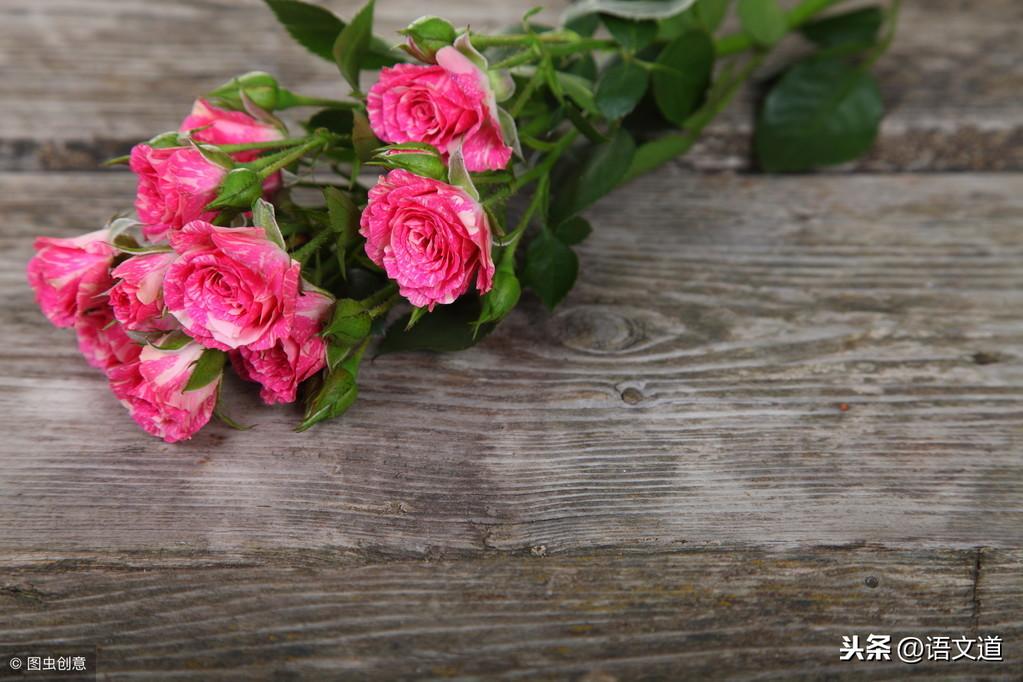 玫瑰花的人生哲理(玫瑰比喻人生的经典句子)