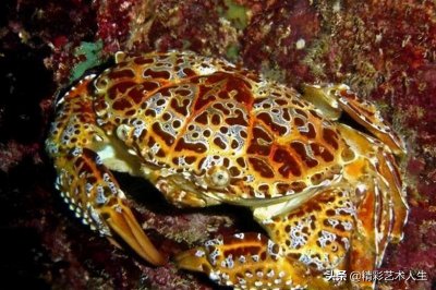 ​世界十大最毒的螃蟹 铜铸熟若蟹一口就能致人死亡
