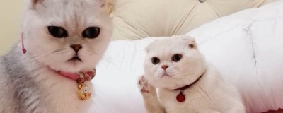 ​会说话的刘二豆是什么品种