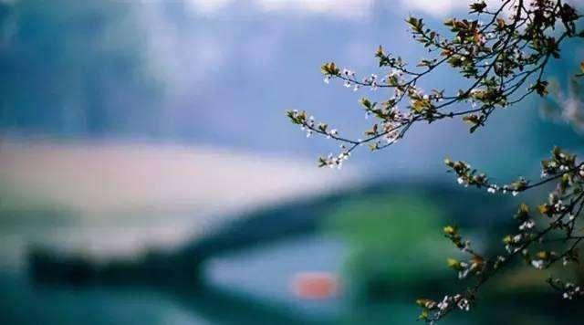 四十首谷雨诗词(十首谷雨诗词邂逅最美四月天)(8)