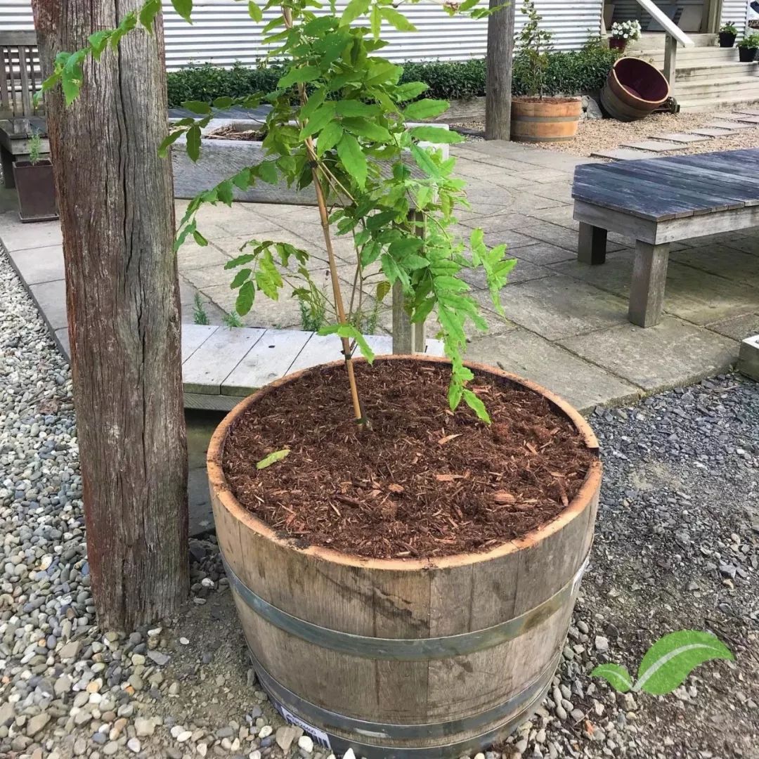 紫藤花什么时候开花(紫藤的花期时长介绍)