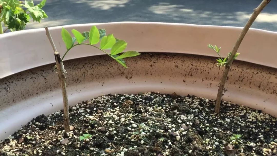 紫藤花什么时候开花(紫藤的花期时长介绍)